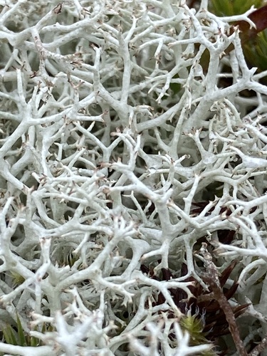 Cladonia rangiferina