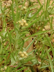 Gnaphalium exilifolium
