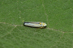 Graphocephala flavovittata