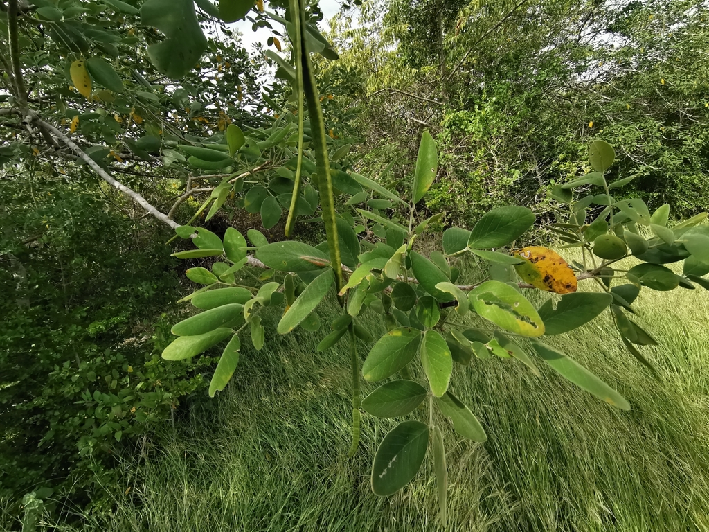 flor de San Jose from Altamira, Tamps., México on November 20, 2019 at ...