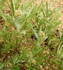 Gnaphalium exilifolium