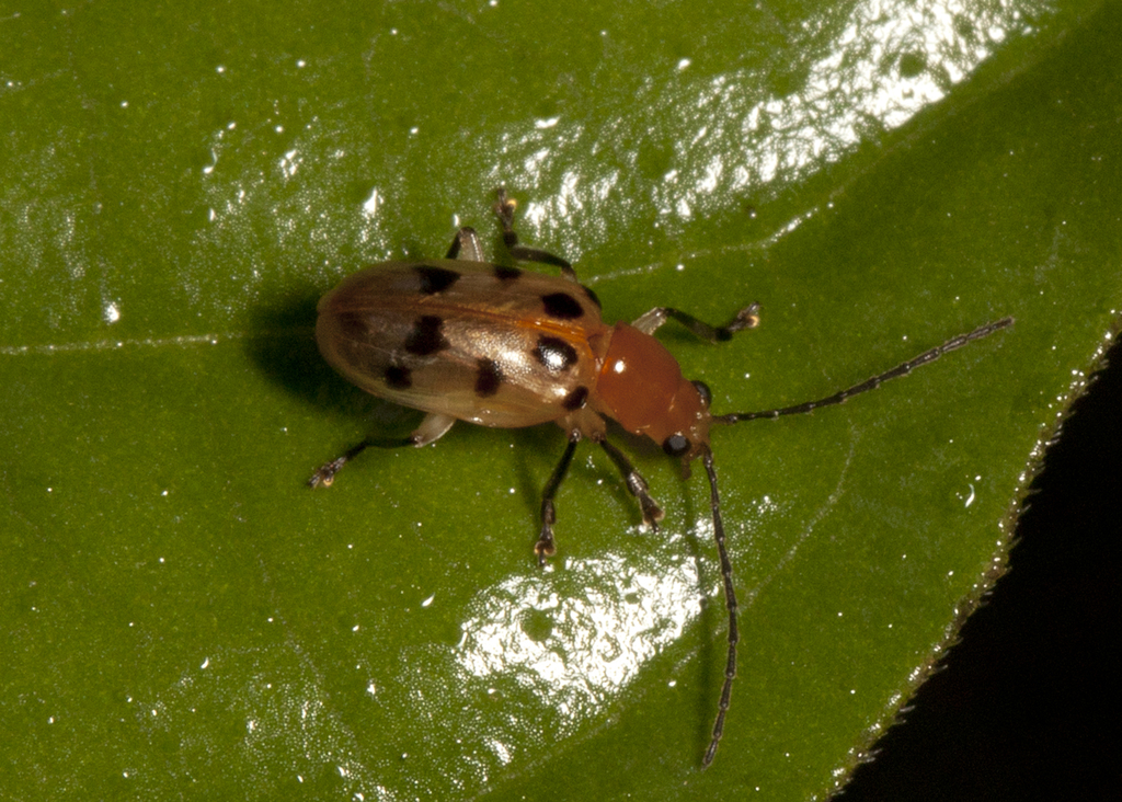 Malacorhinus decempunctatus
