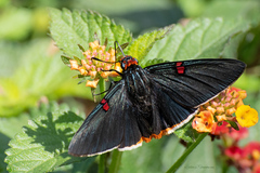 Phocides polybius phanias