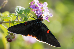 Phocides polybius phanias