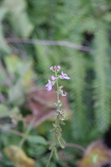 Phaseolus leptostachyus