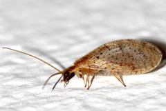 Hemerobius humulinus