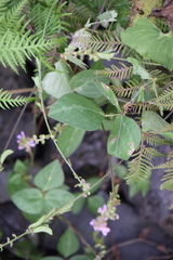 Phaseolus leptostachyus