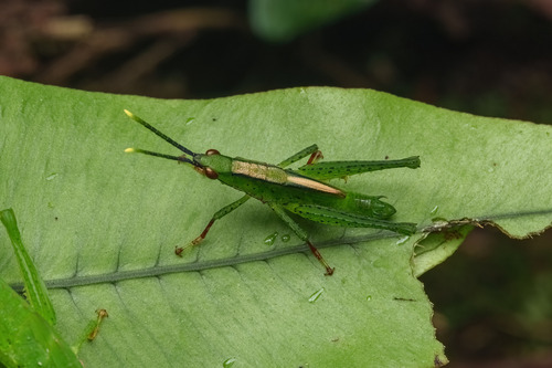 Pseudopyrgus curtipennis, 2025-03-11