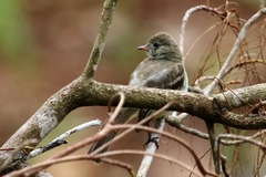 Camptostoma obsoletum