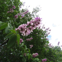 Lagerstroemia engleriana
