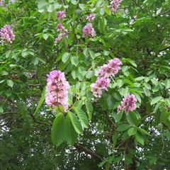 Lagerstroemia engleriana