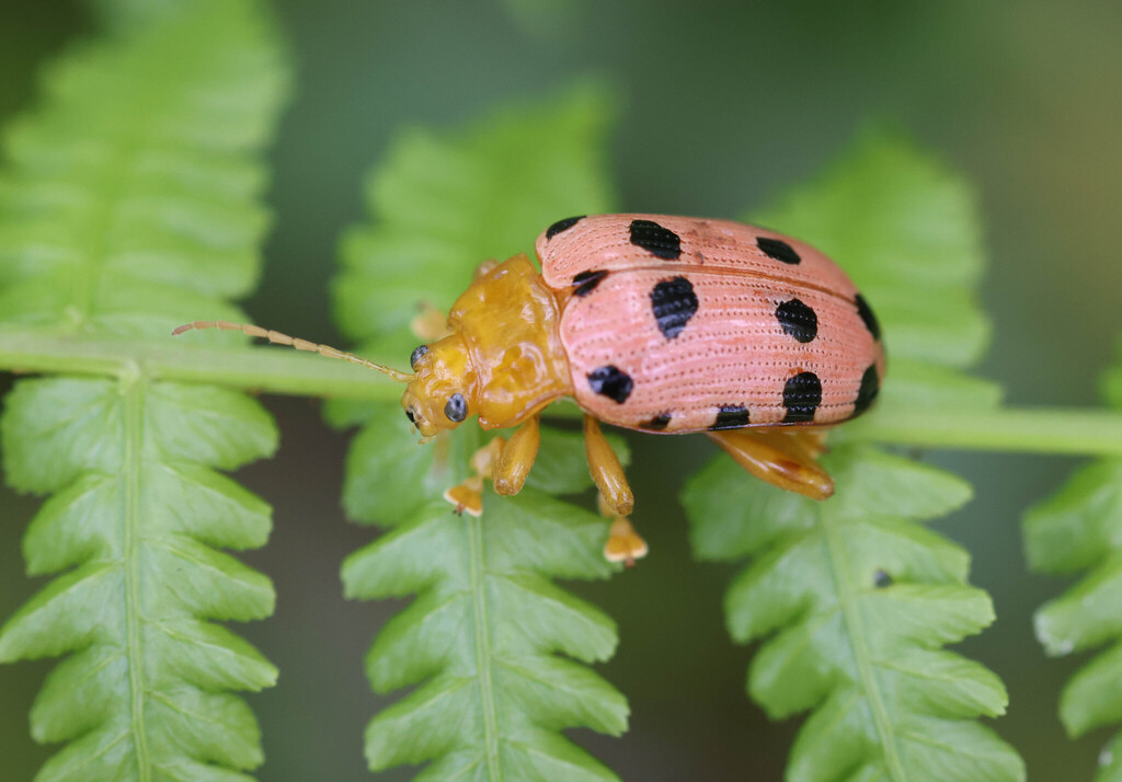 Sineguelas Leaf Beetle