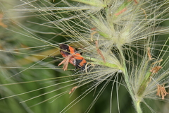 Lygaeus reclivatus