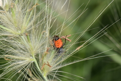 Lygaeus reclivatus