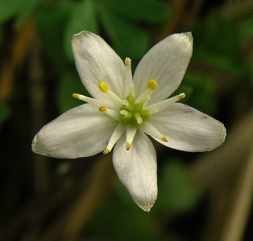 siskiyou rue-anemone photographed in Oregon
