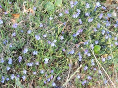 Glandora diffusa