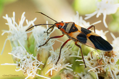 Oncopeltus unifasciatellus