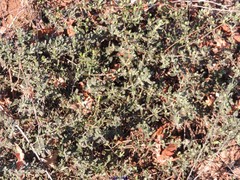 Cistus lasianthus alyssoides