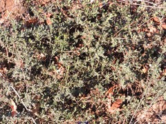 Cistus lasianthus alyssoides