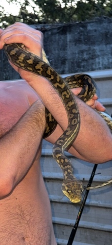 Coastal Carpet Python sighting
