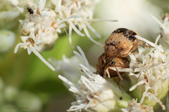 Sennius lateapicalis