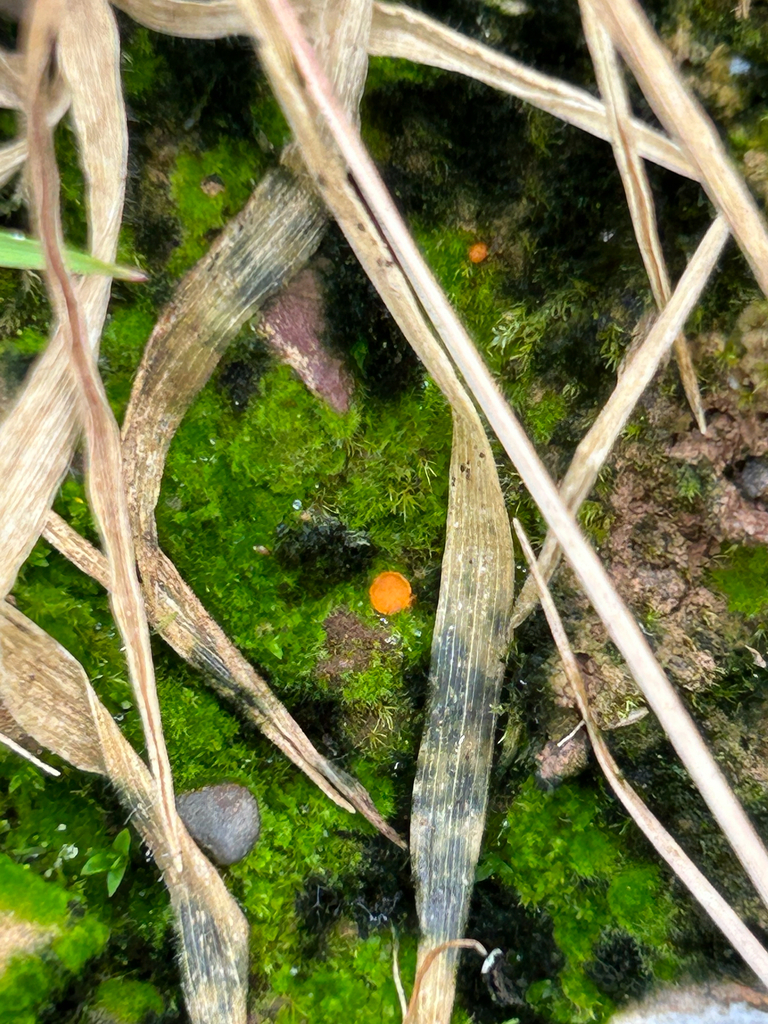 Lamprospora dicranellae