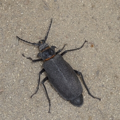 Acanthinodera cumingii