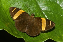 Celaenorrhinus suthina