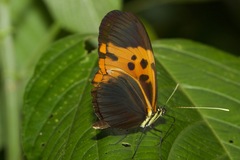 Heliconius numata bicoloratus