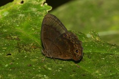 Eretris oculata