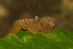 Hypanartia dione