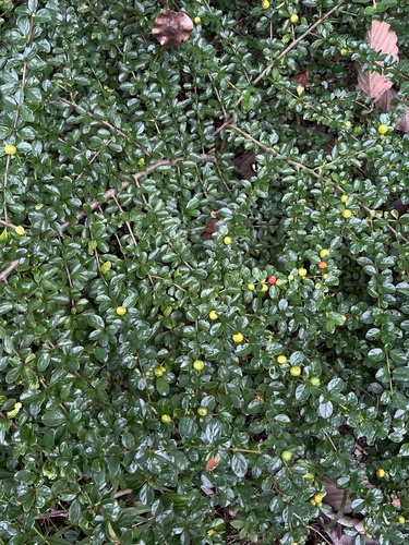Fukien tea tree