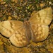 Achlyodes pallida - Photo (c) Tom Horton,  זכויות יוצרים חלקיות (CC BY-NC), הועלה על ידי Tom Horton