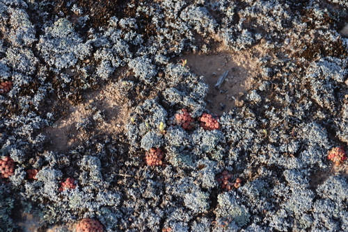 Conophytum minusculum