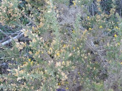 Ulex gallii
