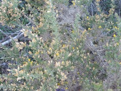 Ulex gallii