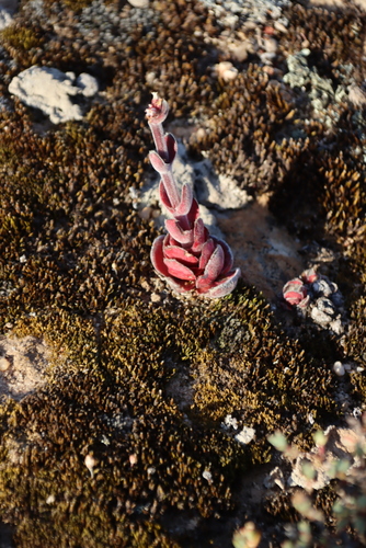 Crassula tomentosa
