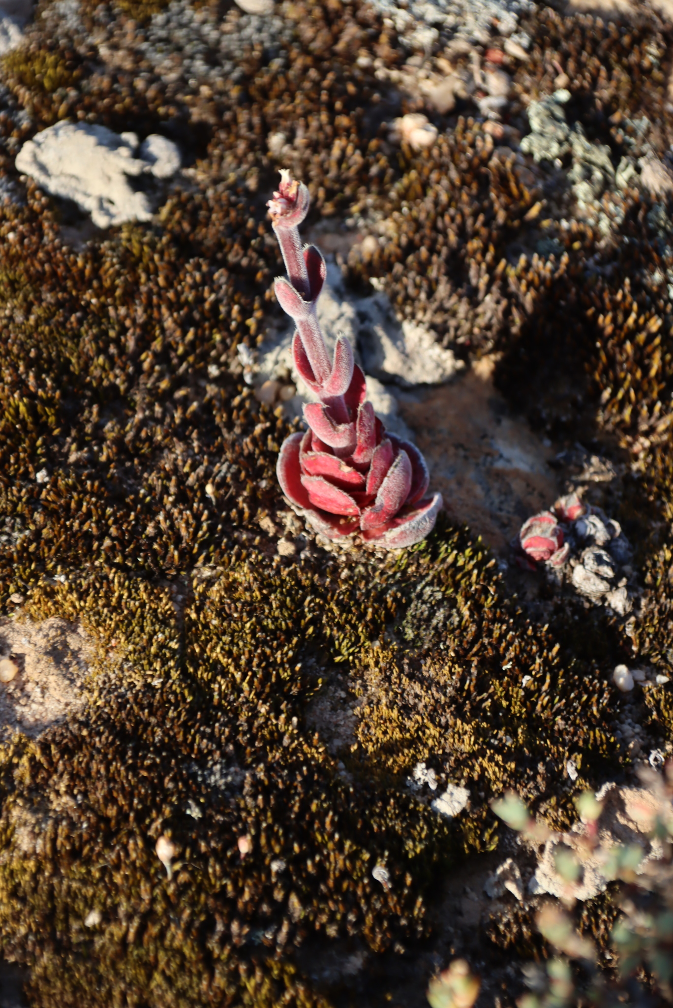 Crassula tomentosa