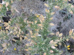 Ulex gallii