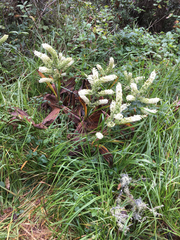 Veratrum fimbriatum