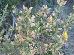 Ulex gallii