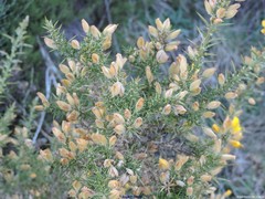 Ulex gallii
