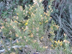 Ulex gallii