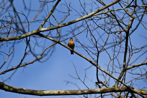 Violet-backed Hyliota