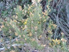 Ulex gallii