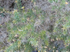 Ulex gallii