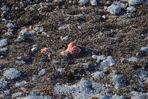Conophytum minusculum