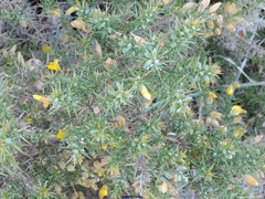 Ulex gallii