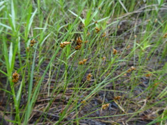 Carex chordorrhiza