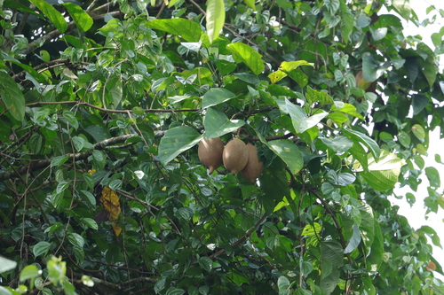 Pangium edule observed 2025-09-25